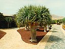 Antigua - Drachenbaum im Centro de Artesanía »Molino de Antigua«