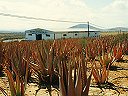 Aloe Vera nahe Tiscamanita