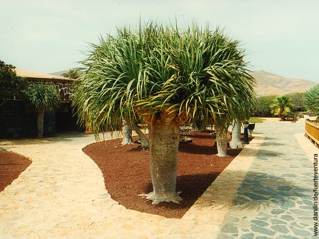 Drachenbaum im Centro de Artesanía Molino de Antigua