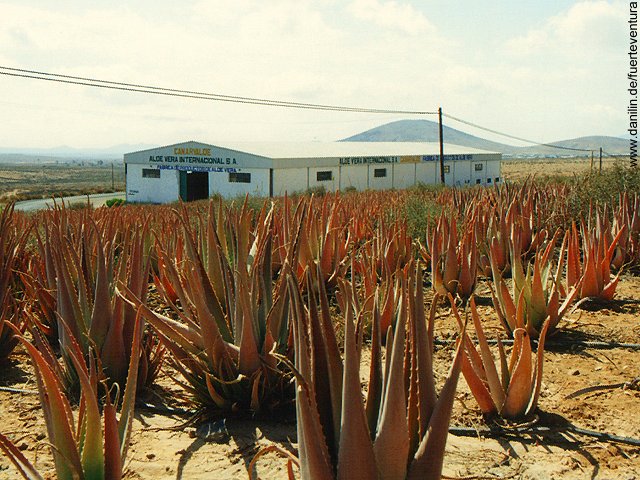 Aloe Vera nahe Tiscamanita