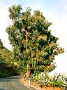 Valleseco - Eukalyptusbaum