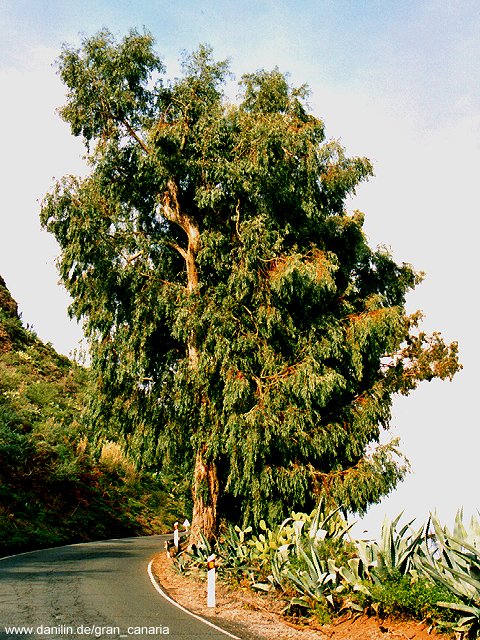 Eukalyptusbaum bei Valleseco