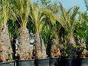 Palmenladen an der Algarve
