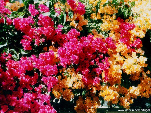 Blüten-Zauber an der Algarve