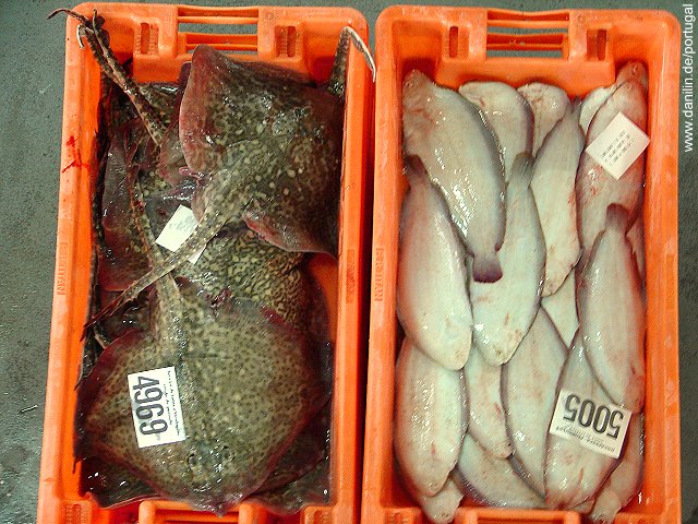 Fischauktion in Cascais