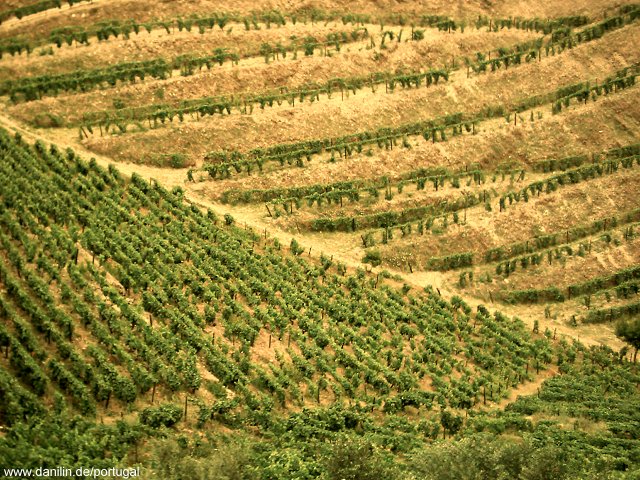 Weinterrassen am Douro nahe Porto